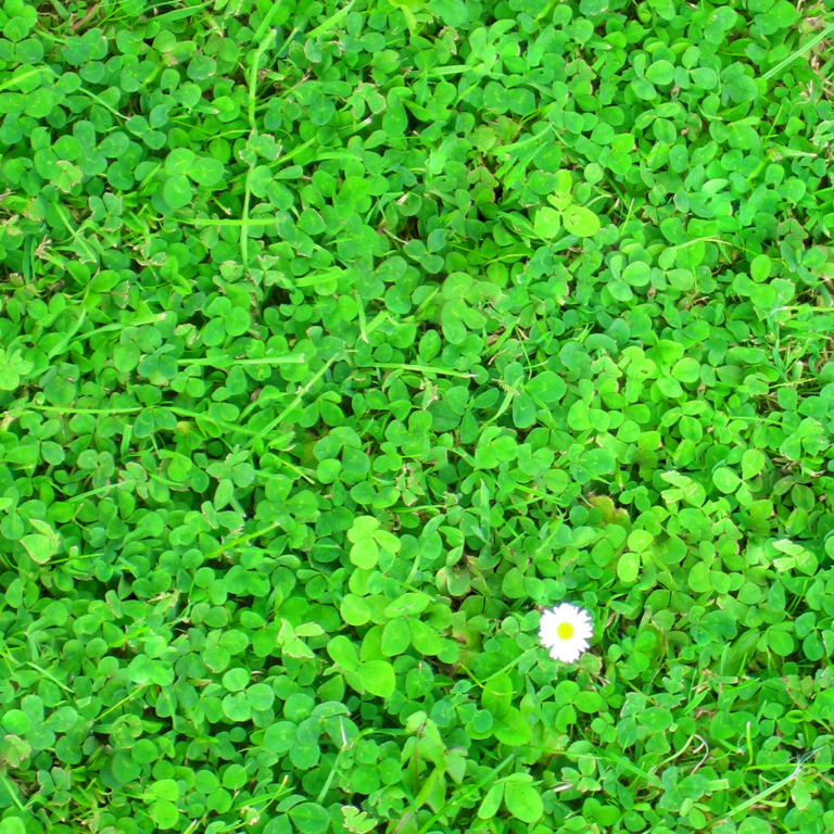 Shamrock von Tim Gumbrecht-Rüstow