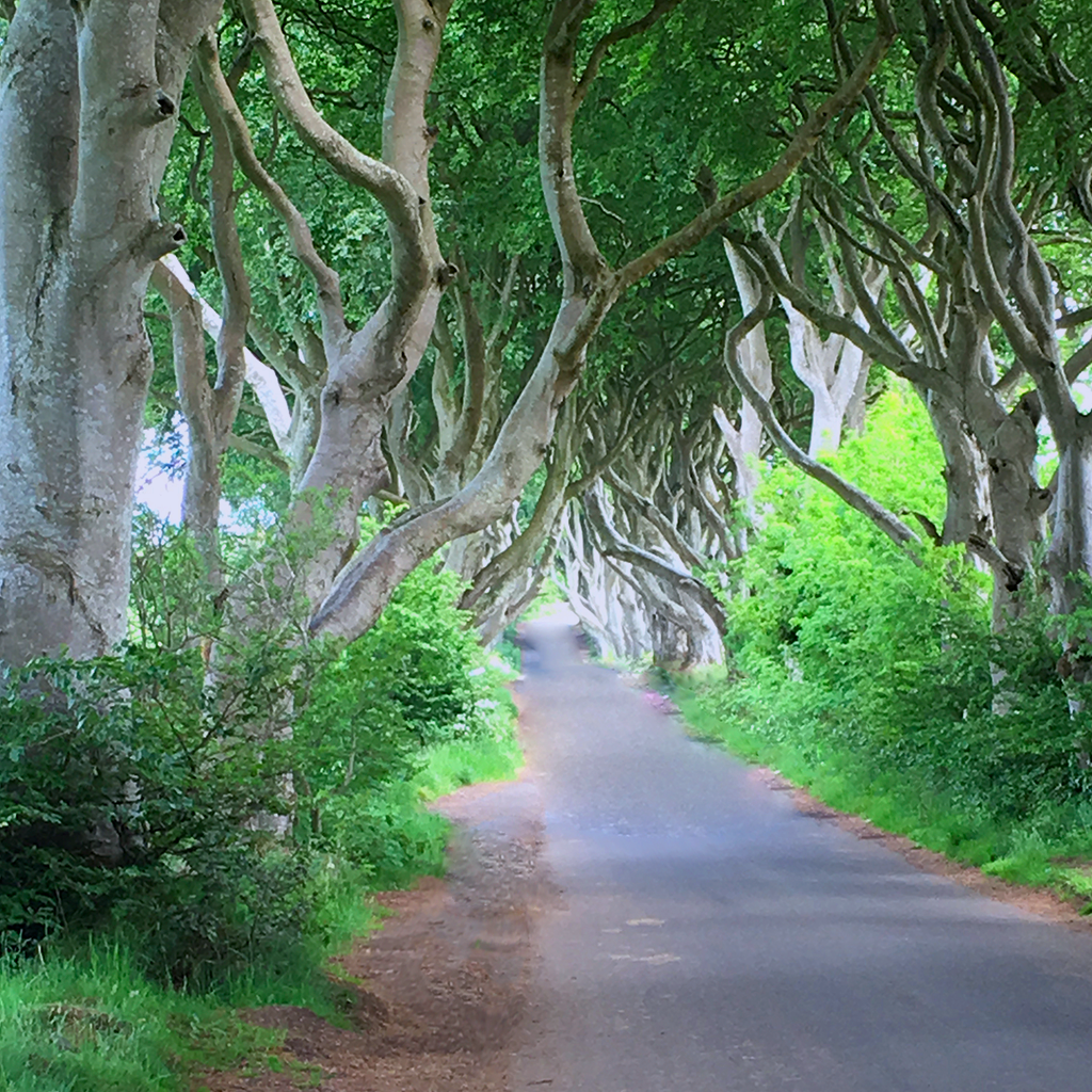 Dark Hedges-Allee / Königsweg aus Game of Thrones
von Tim Gumbrecht-Rüstow