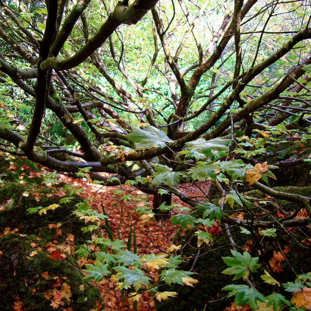 Feen-Wald von Tim Gumbrecht-Rüstow